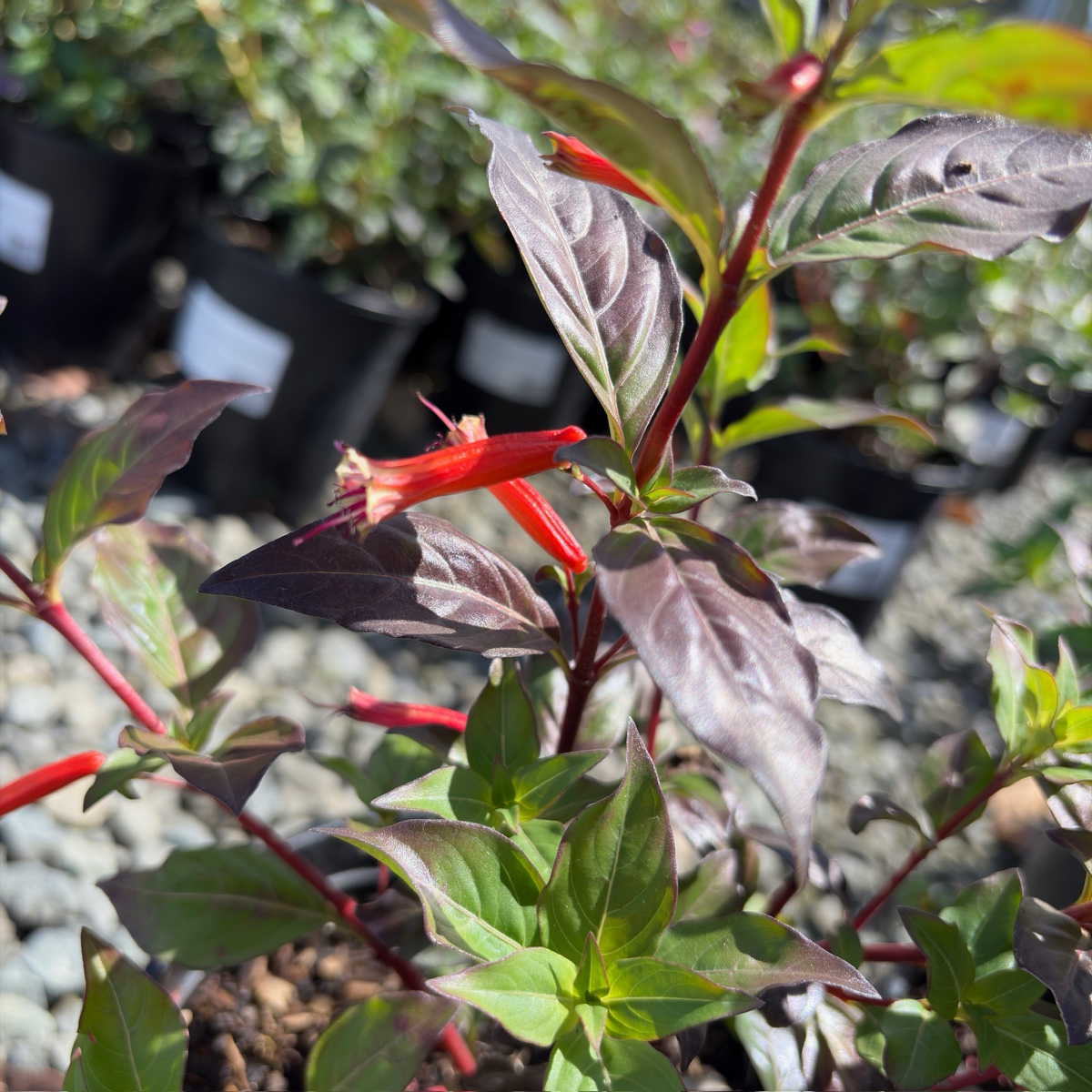 David Verity Cigar Plant