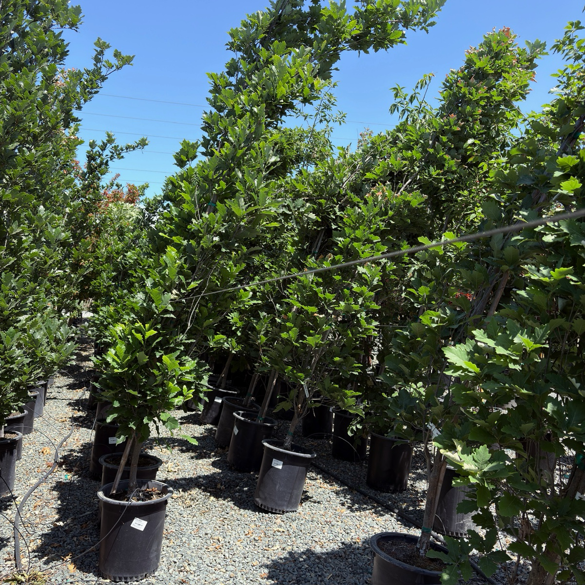 Kindred Spirit® Hybrid Oak