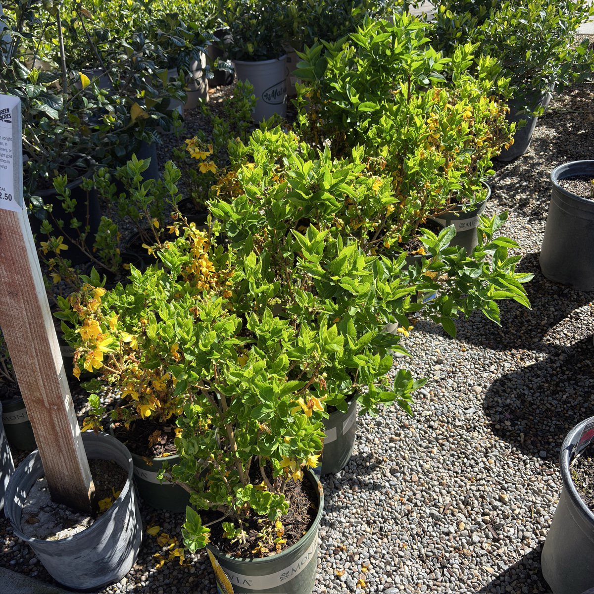 Magical® Gold Forsythia