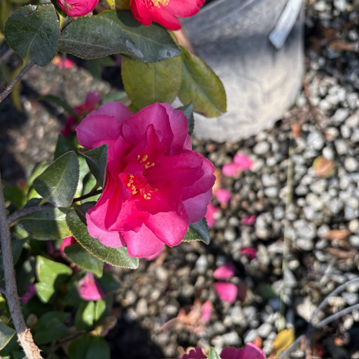 Shishi Gashira Camellia