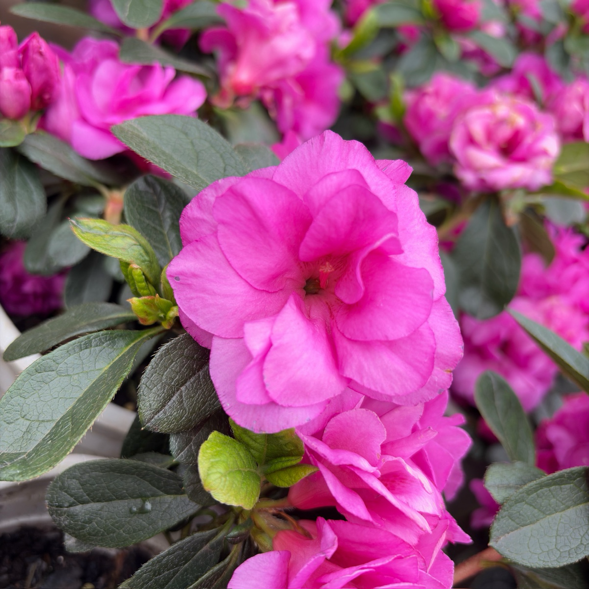 Happy Days Azalea
