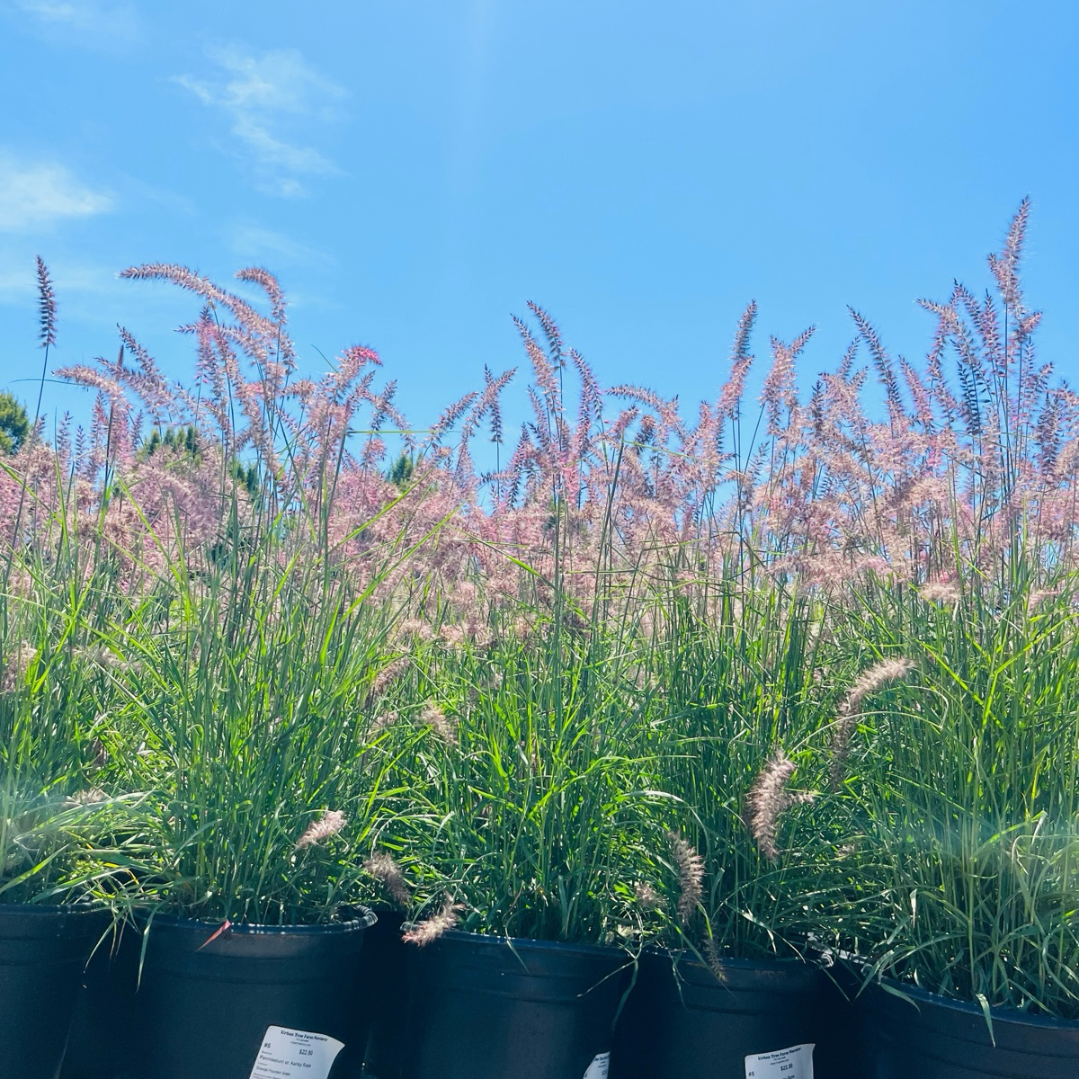 Red Fountain Grass