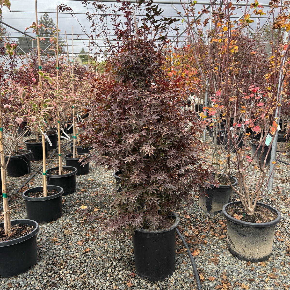 Twombly's Red Sentinel Japanese Maple