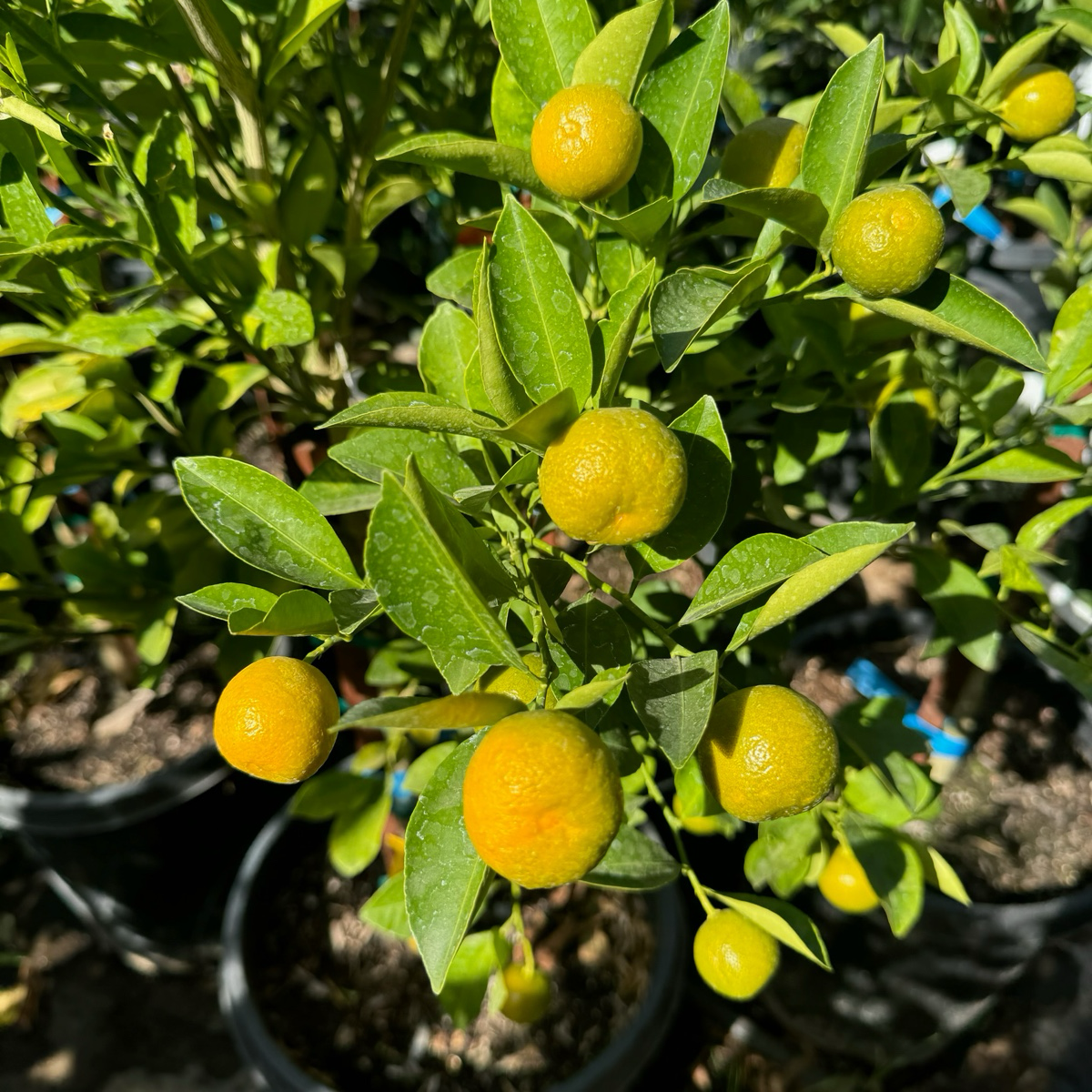 Calamondin Citrus、Calamansi Limes、Phillipine lime、 Acid Orange