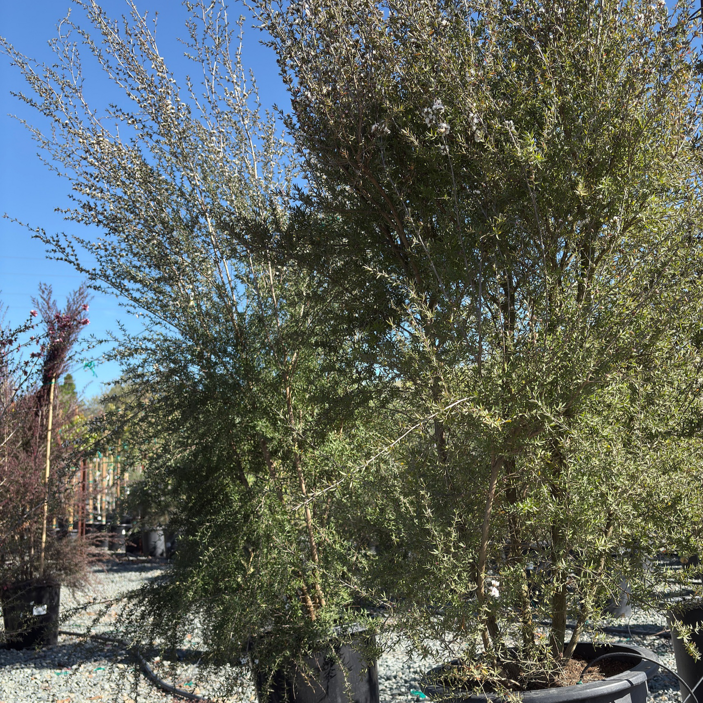 Snow White New Zealand Tea Tree, Manuka