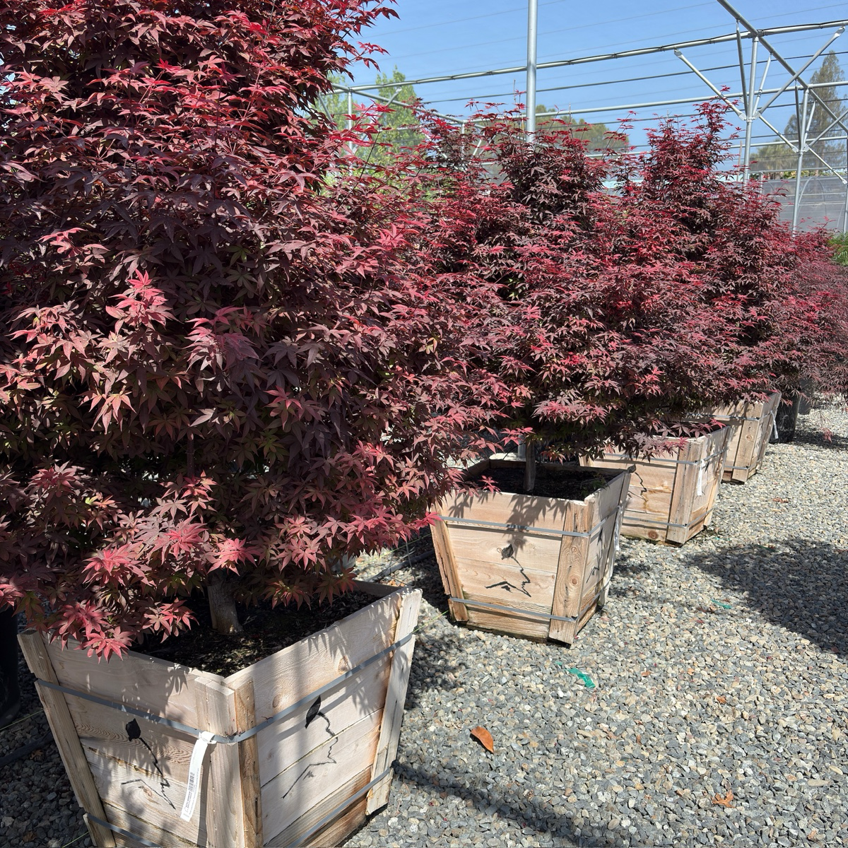 Twombly's Red Sentinel Japanese Maple