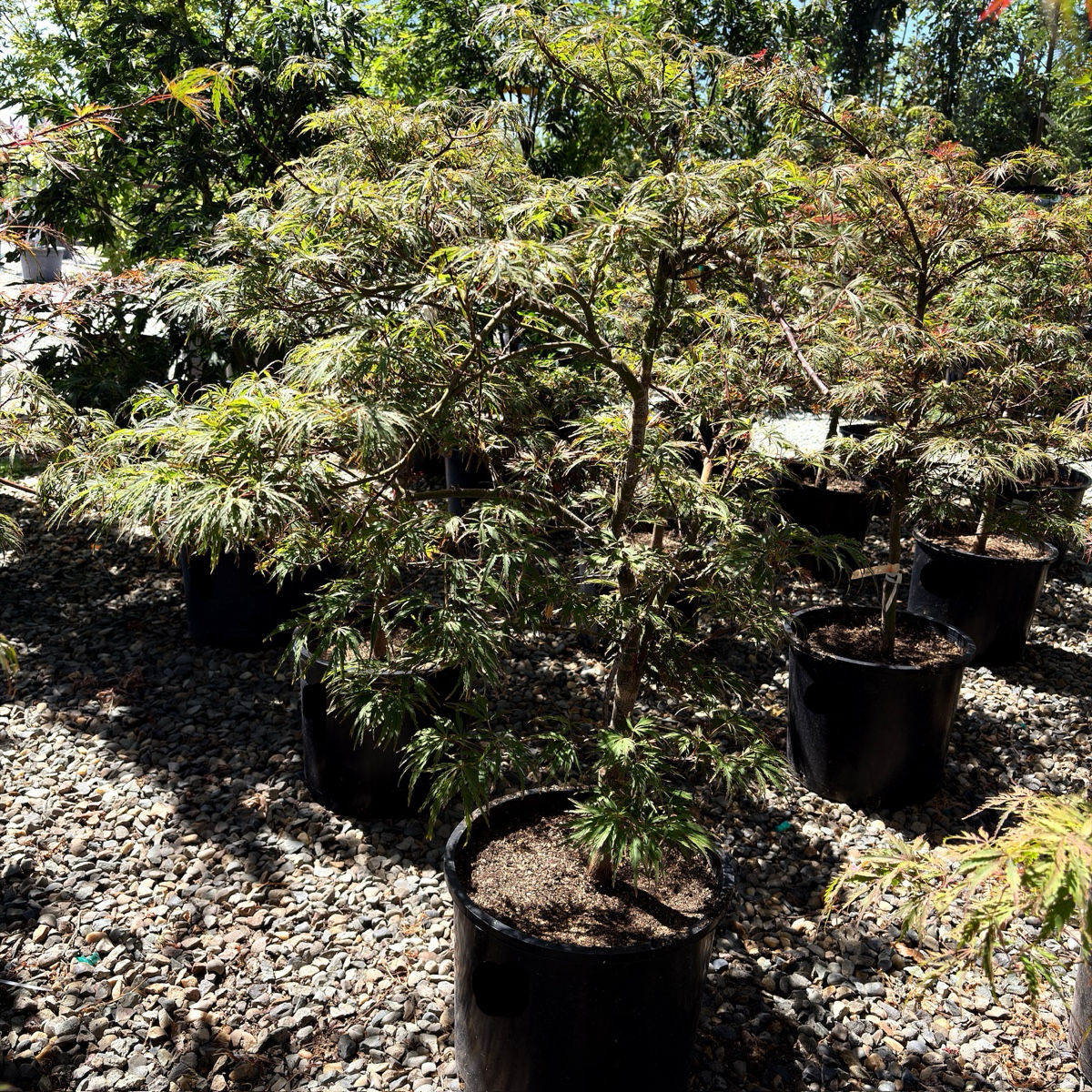 Crimson Queen Lace Japanese Maple