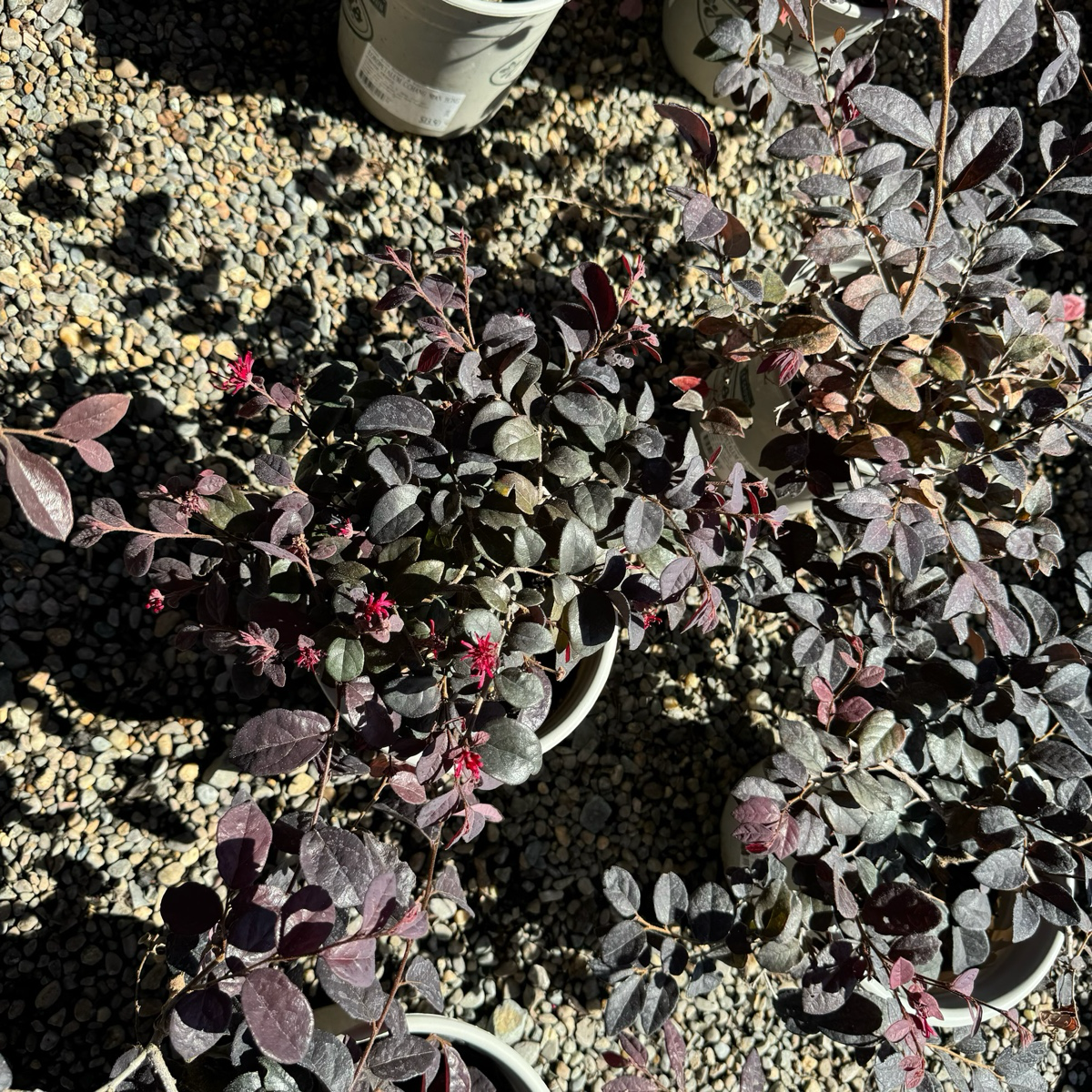 Ever Red Chinese Fringe Flower