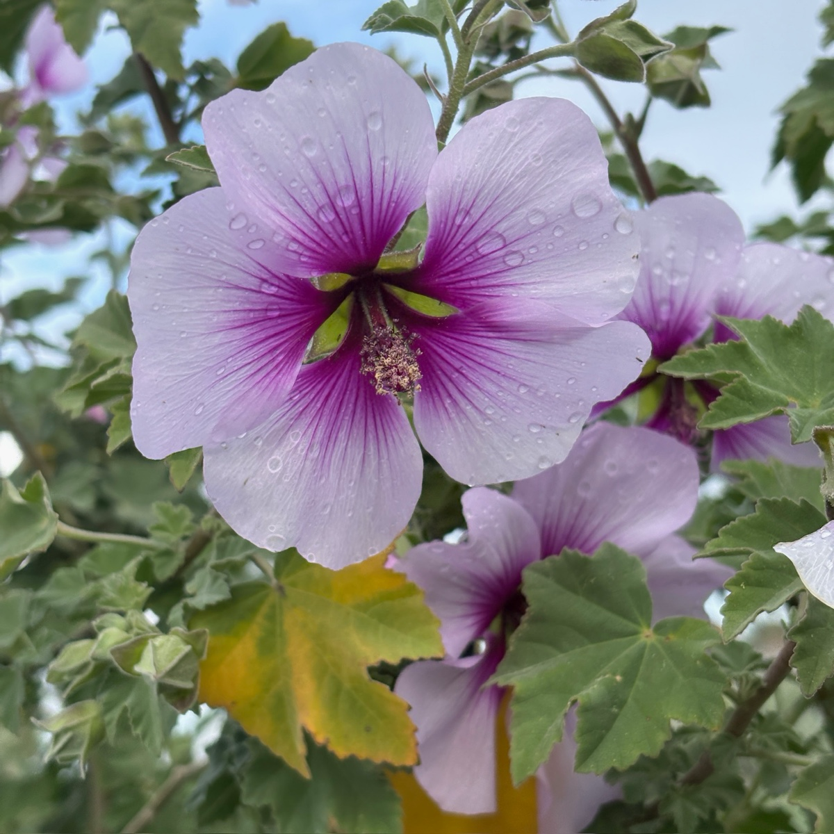 Bicolor Tree Mallow