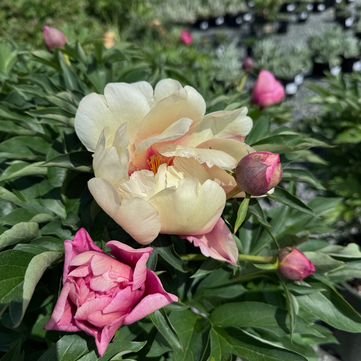 Garden Candy™ Strawberry Swirl Itoh Peony