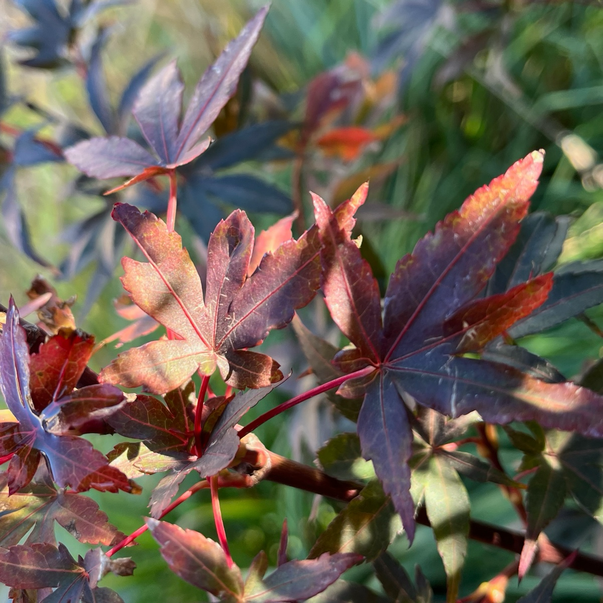Twombly's Red Sentinel Japanese Maple