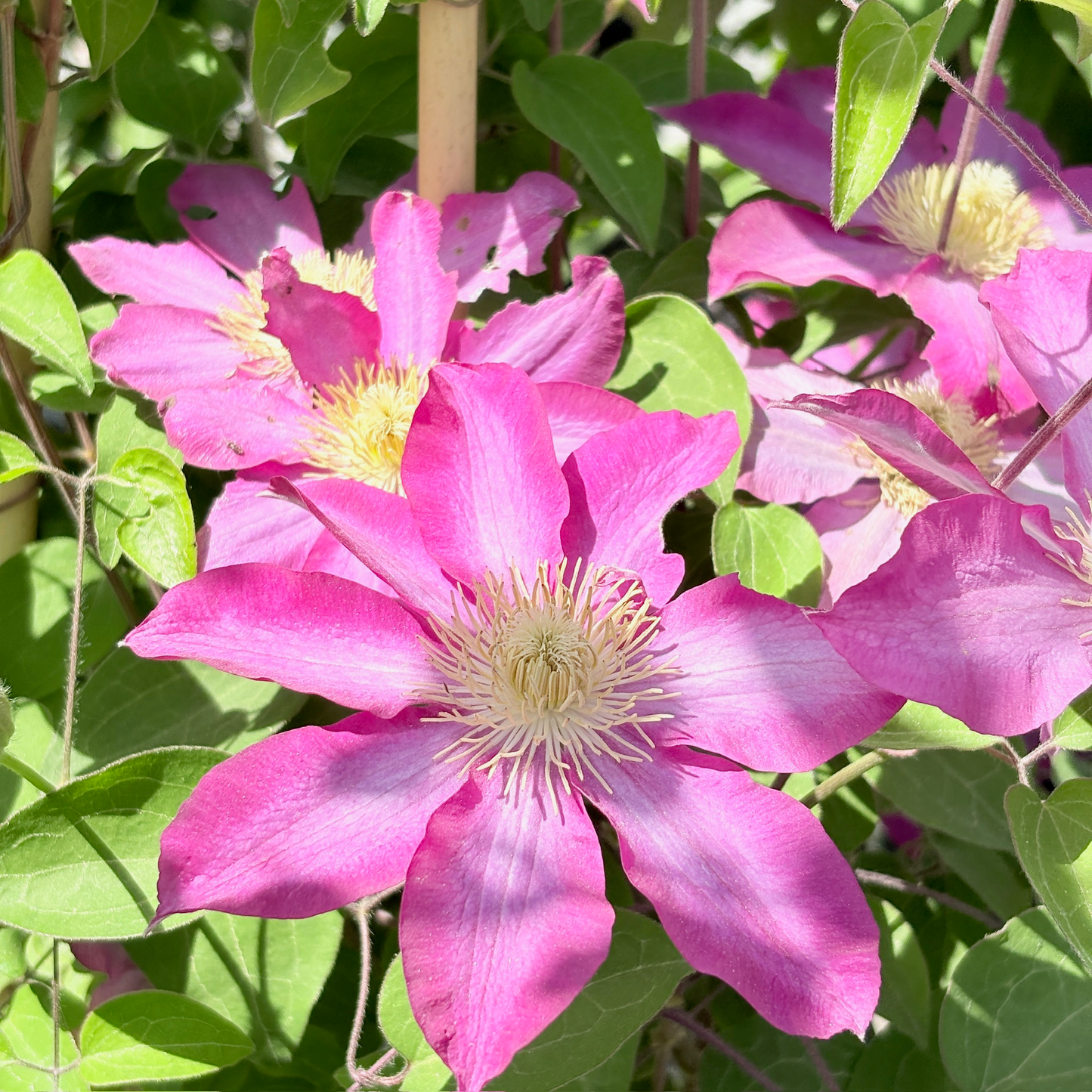 Pink Champagne Clematis