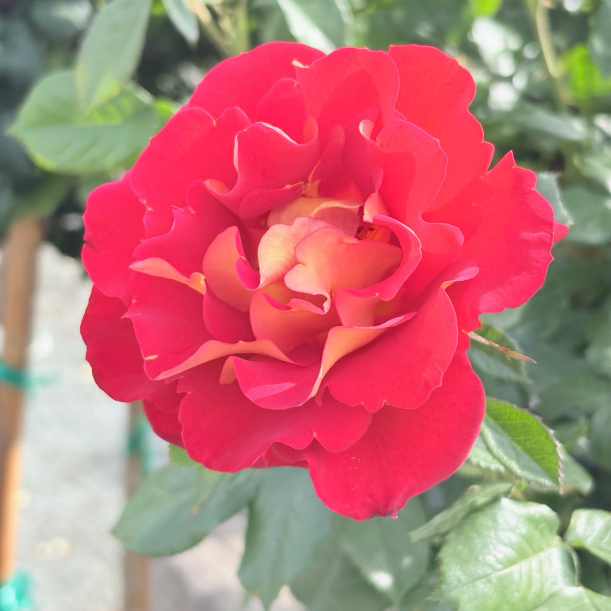 Ketchup & Mustard™ Rose