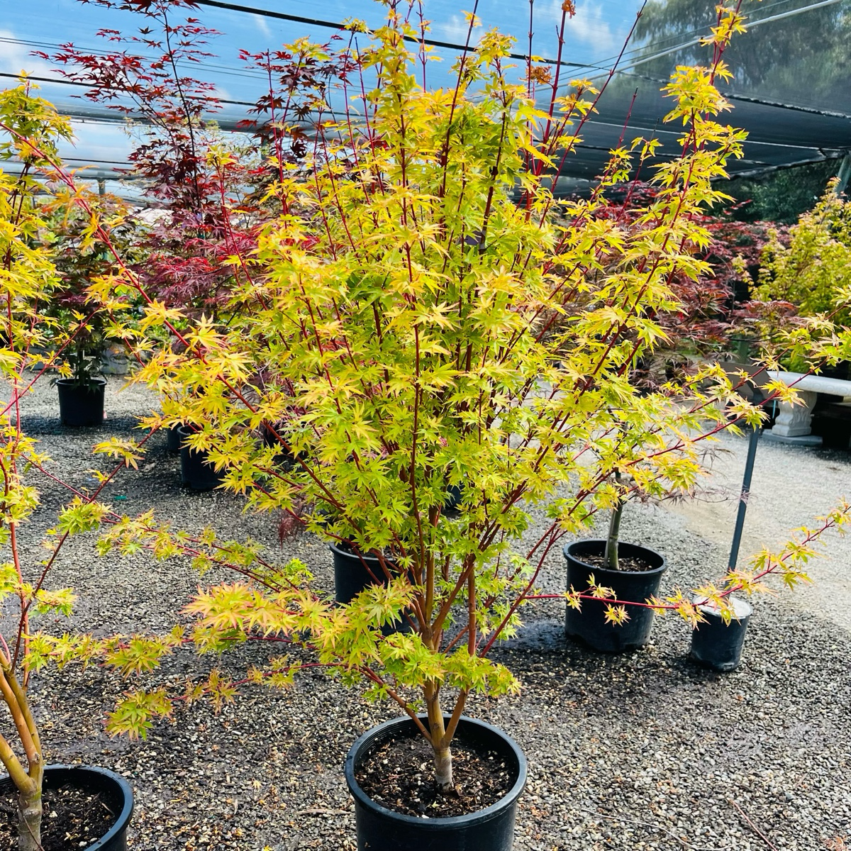 Japanese Maple - Witches Broom