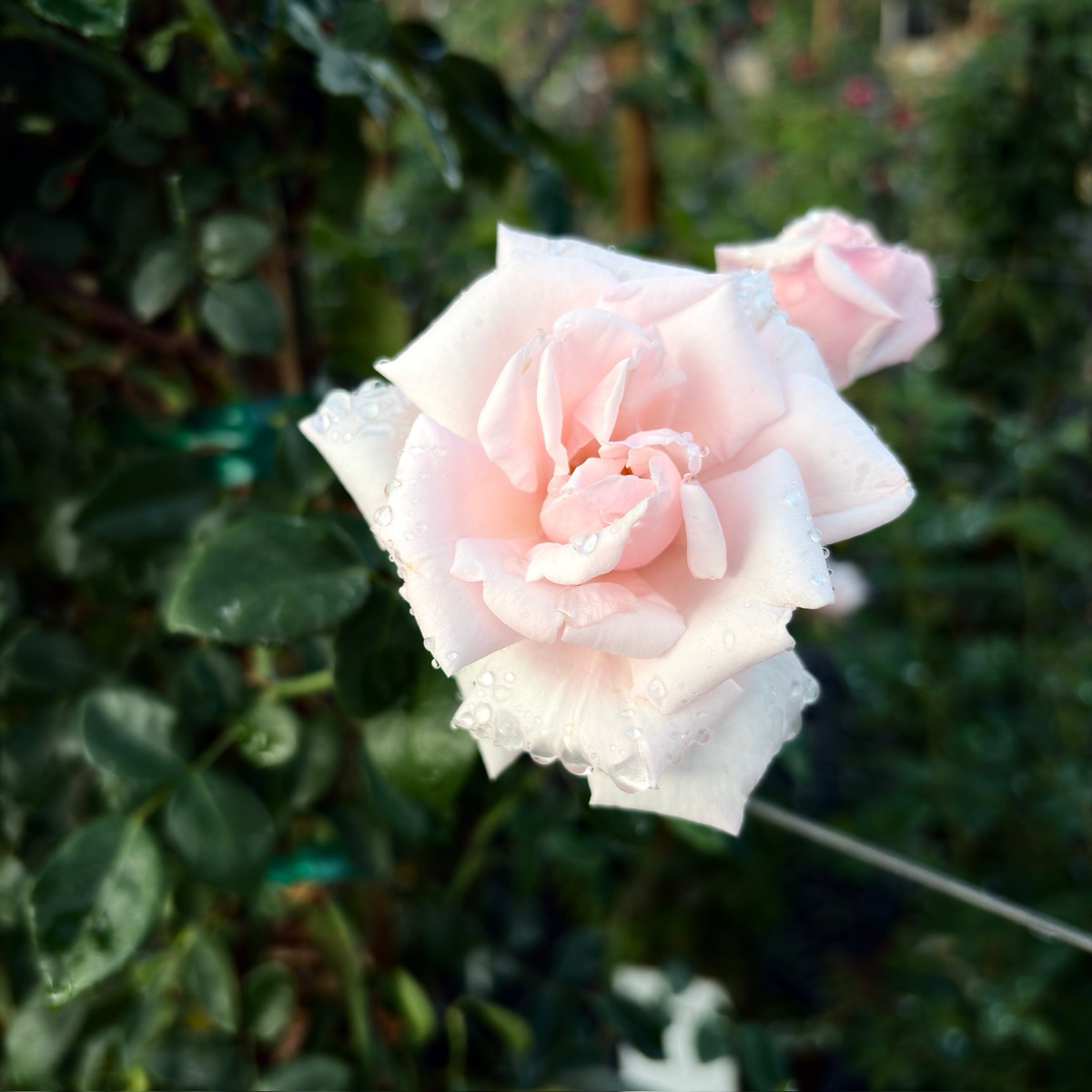 Iceberg Climbing Rose