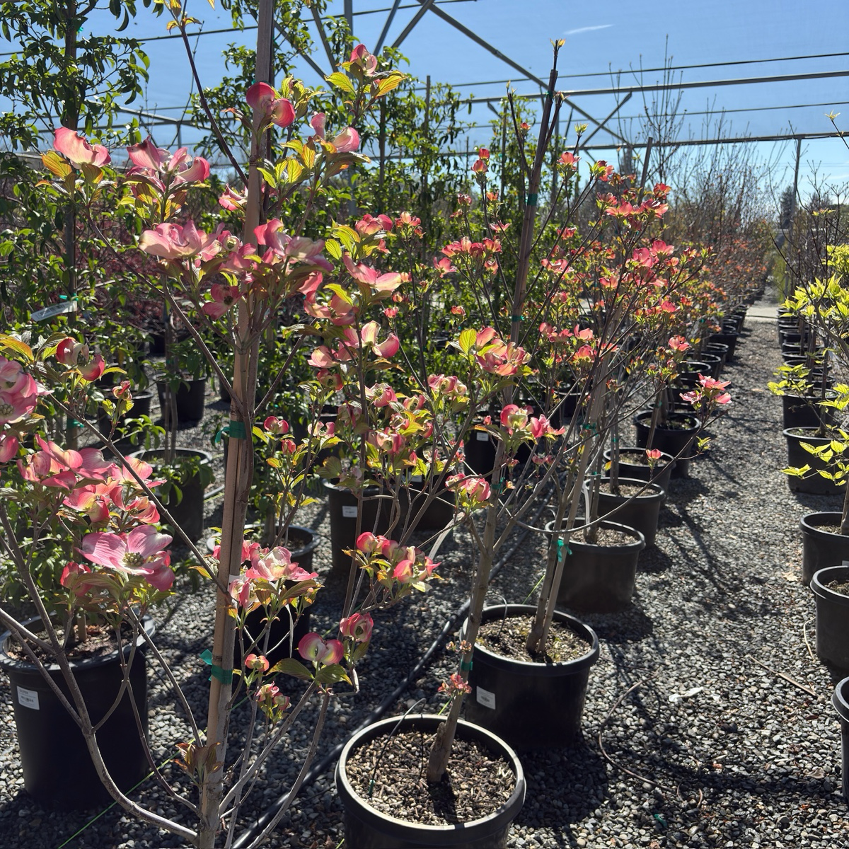 Pink Flowering Dogwood