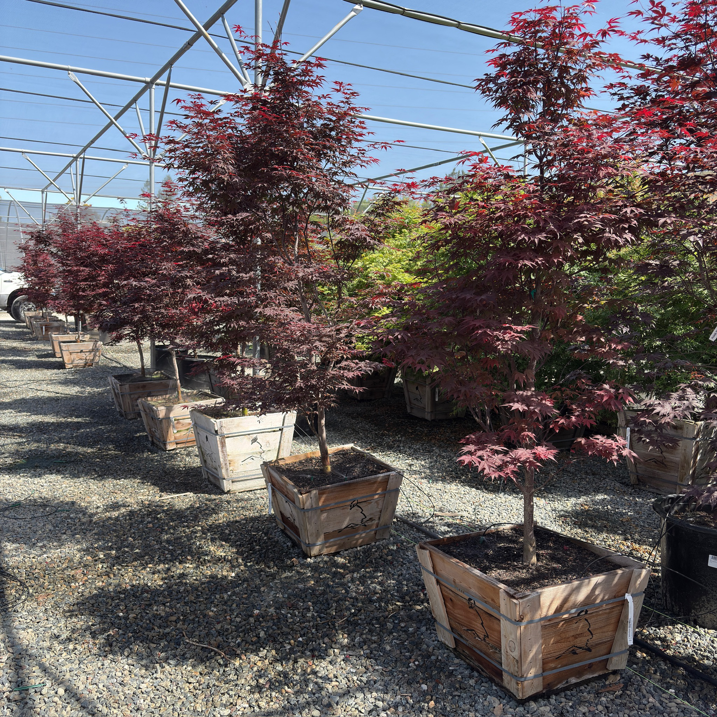 Bloodgood Japanese Maple