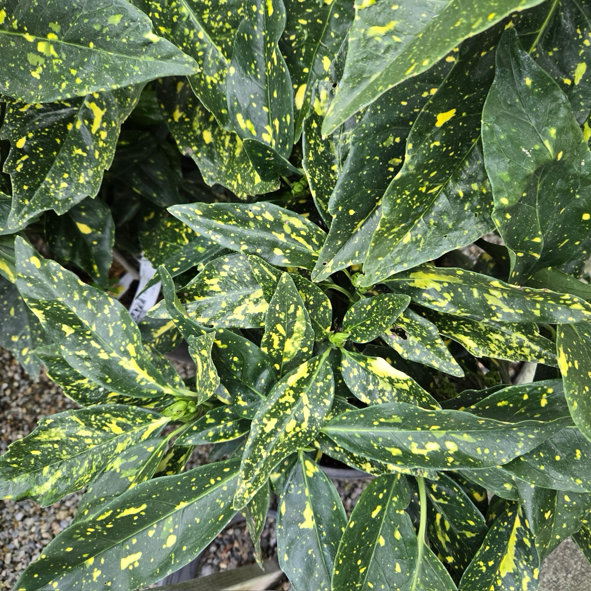 Spotted Laurel