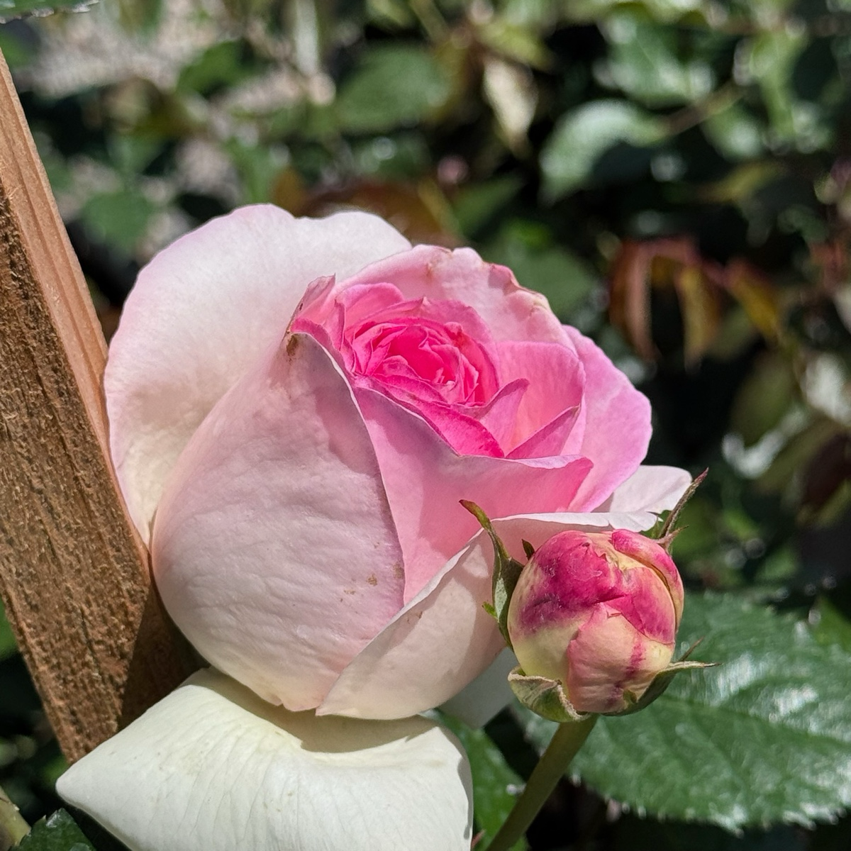 Eden ® Climber