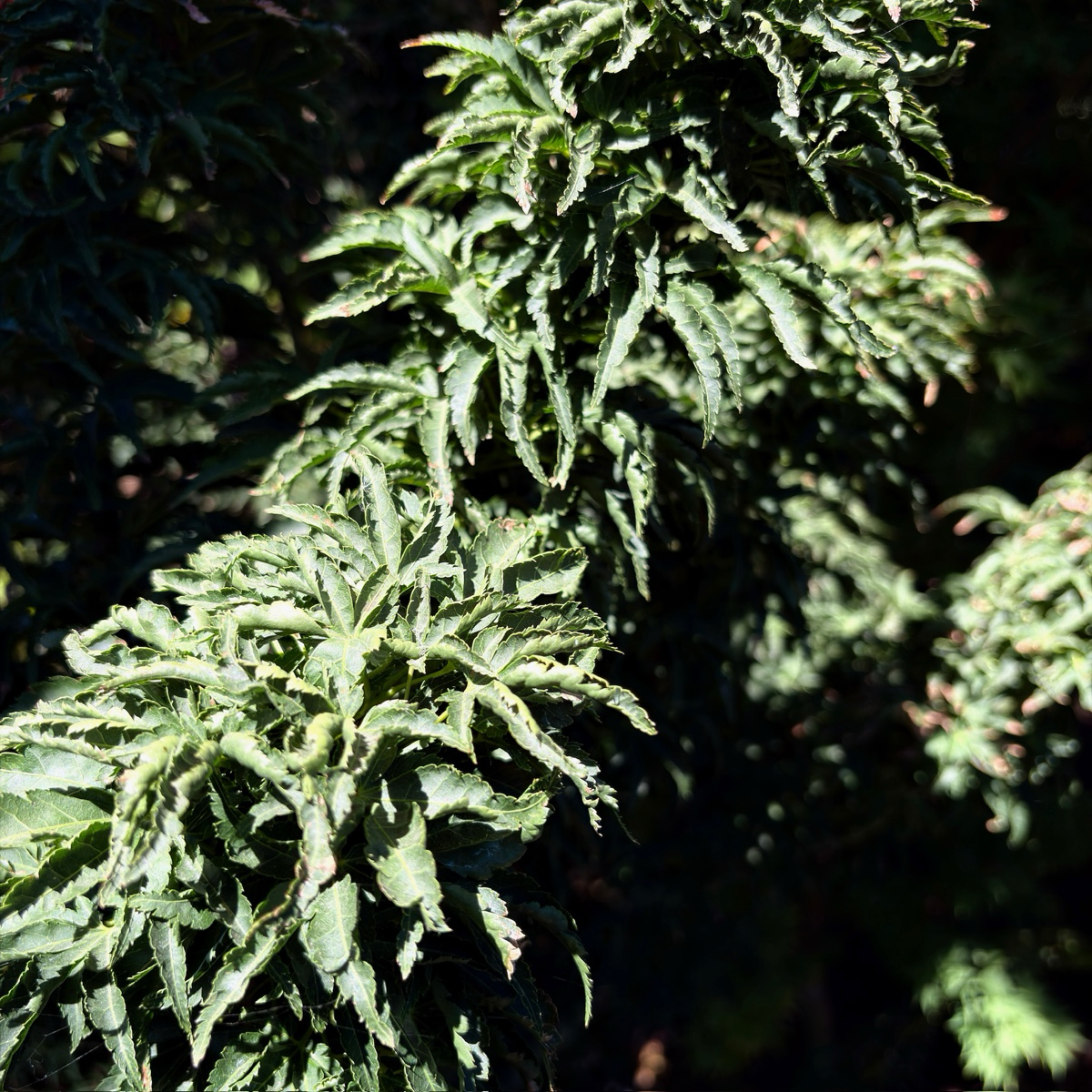 Lion Head lapanese Maple