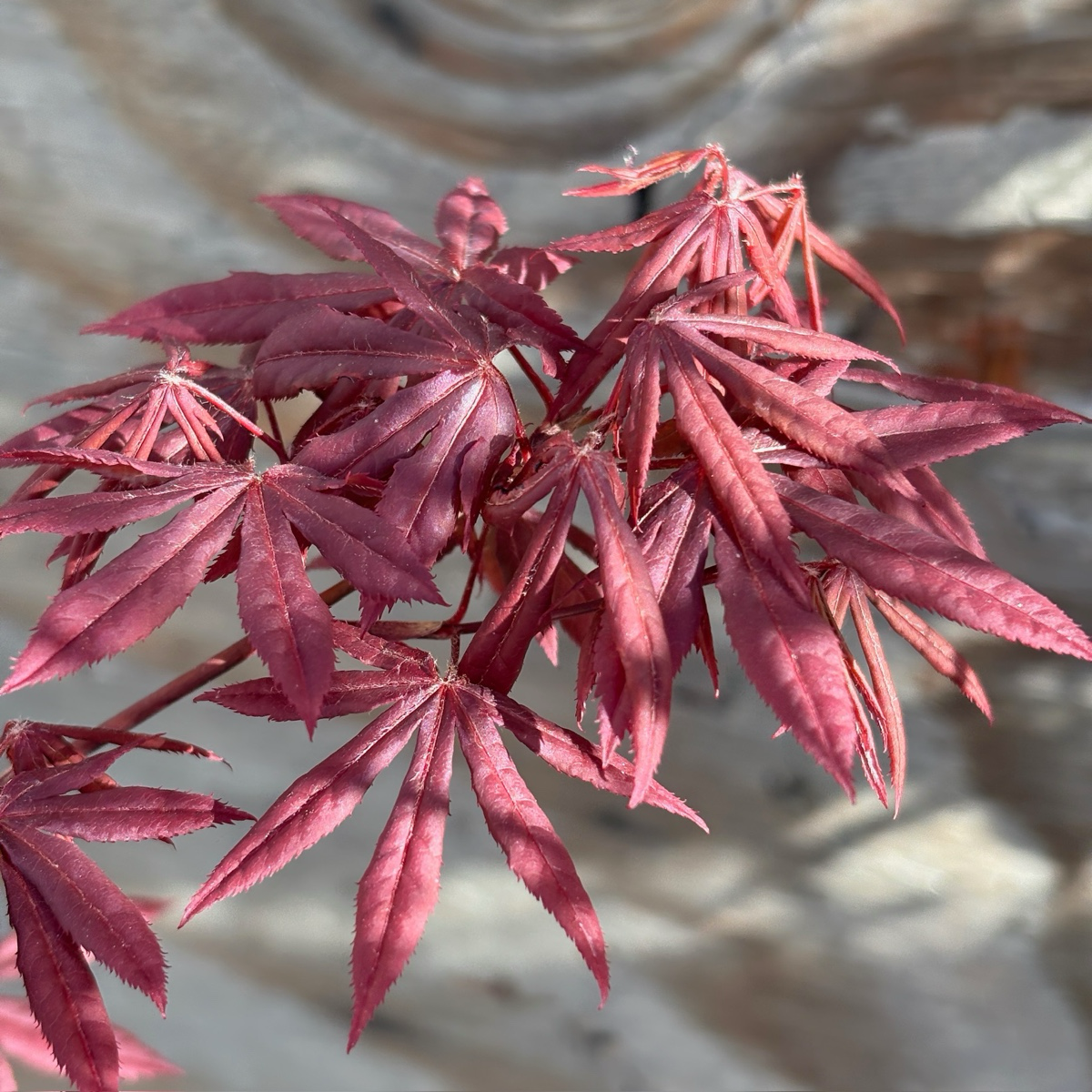 Bloodgood Japanese Maple