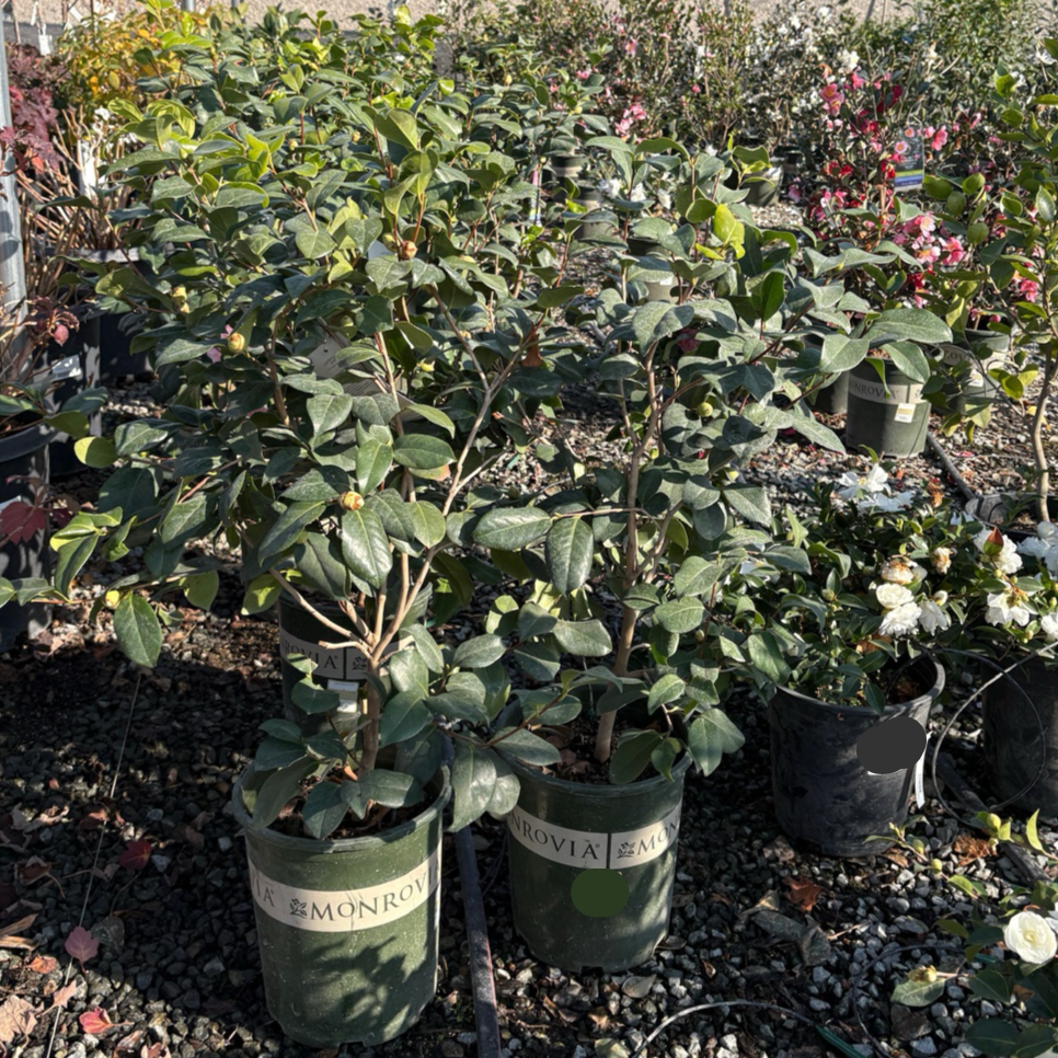 Carters Sunburst Camellia
