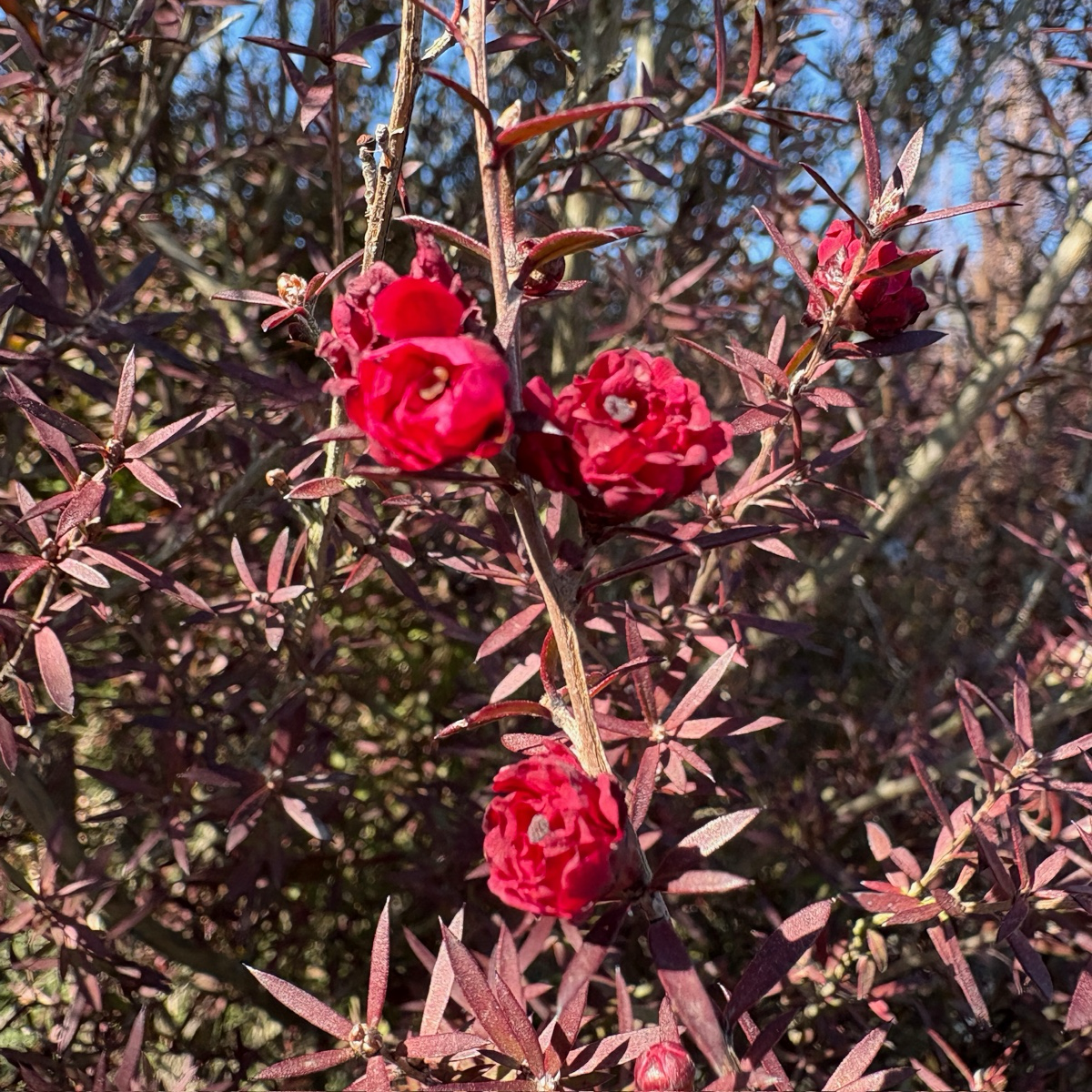 Ruby Glow New Zealand Tea Tree