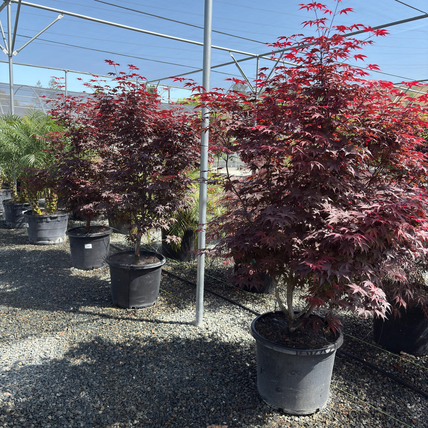 Bloodgood Japanese Maple