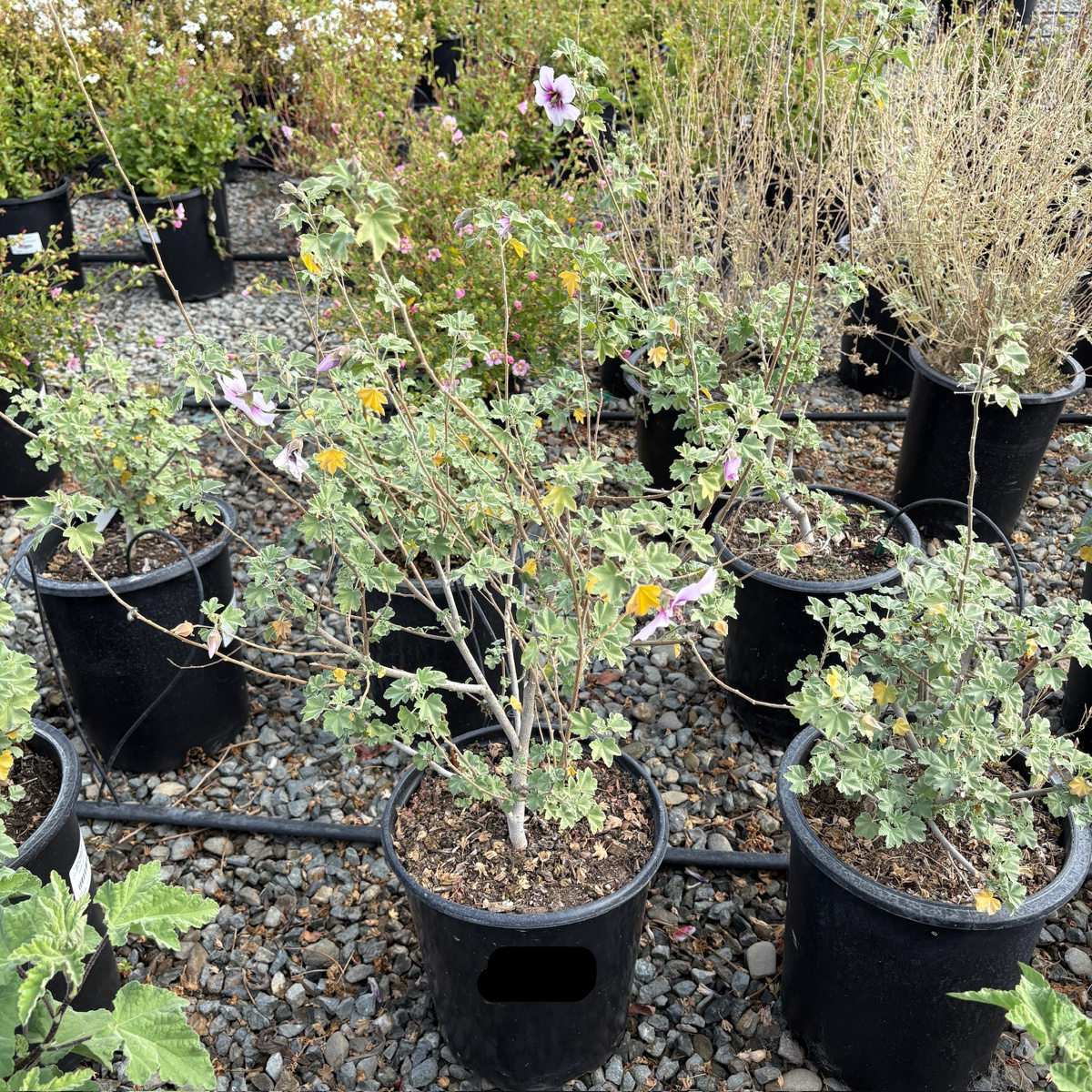 Bicolor Tree Mallow