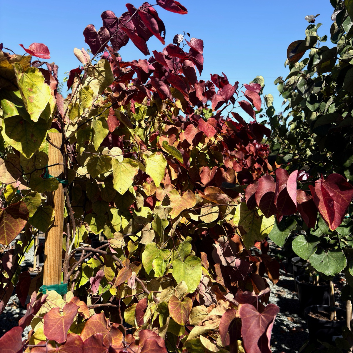 Hearts of Gold Eastern Redbud