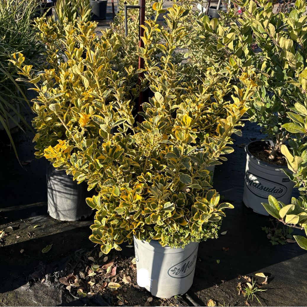 Silver Princess Euonymus