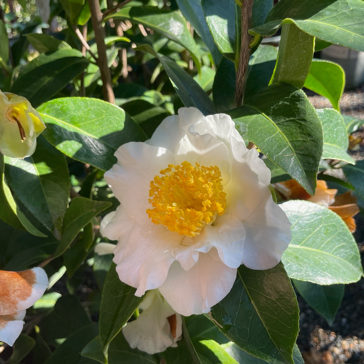 Swan Lake™ Camellia