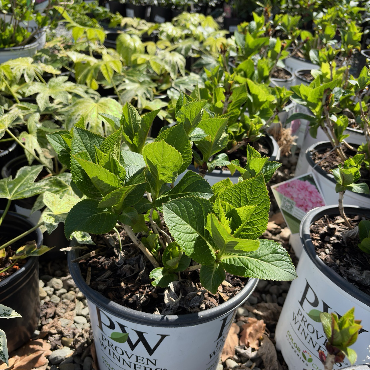 Blue Jangles Let's Dance®  Hydrangea