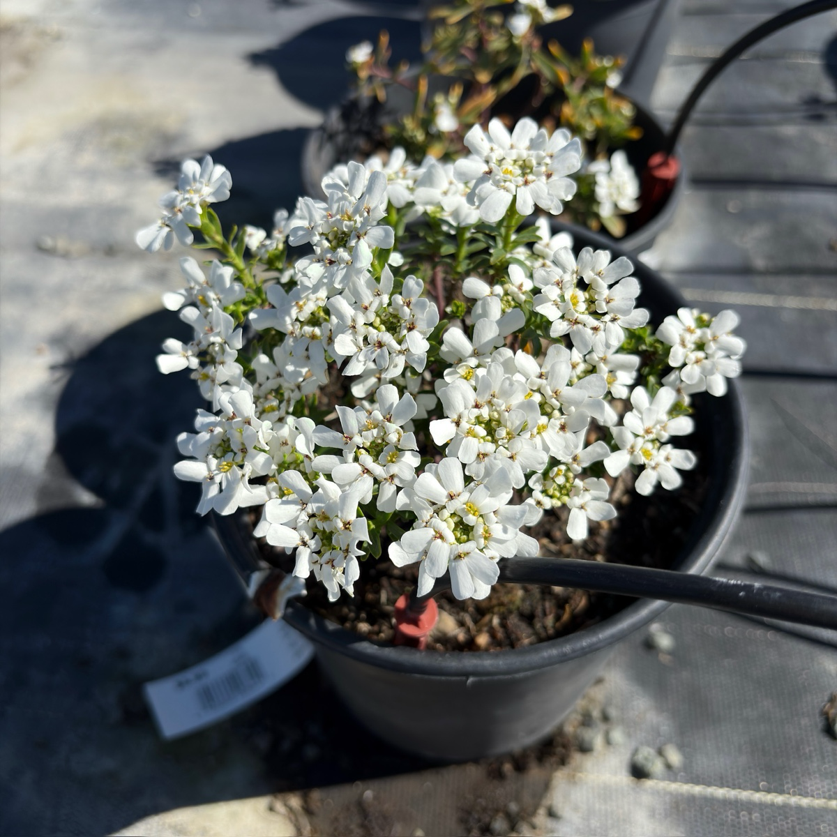 Evergreen Candytuft