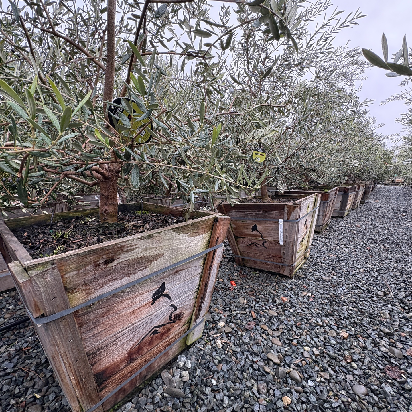 Swan Hill Olives®