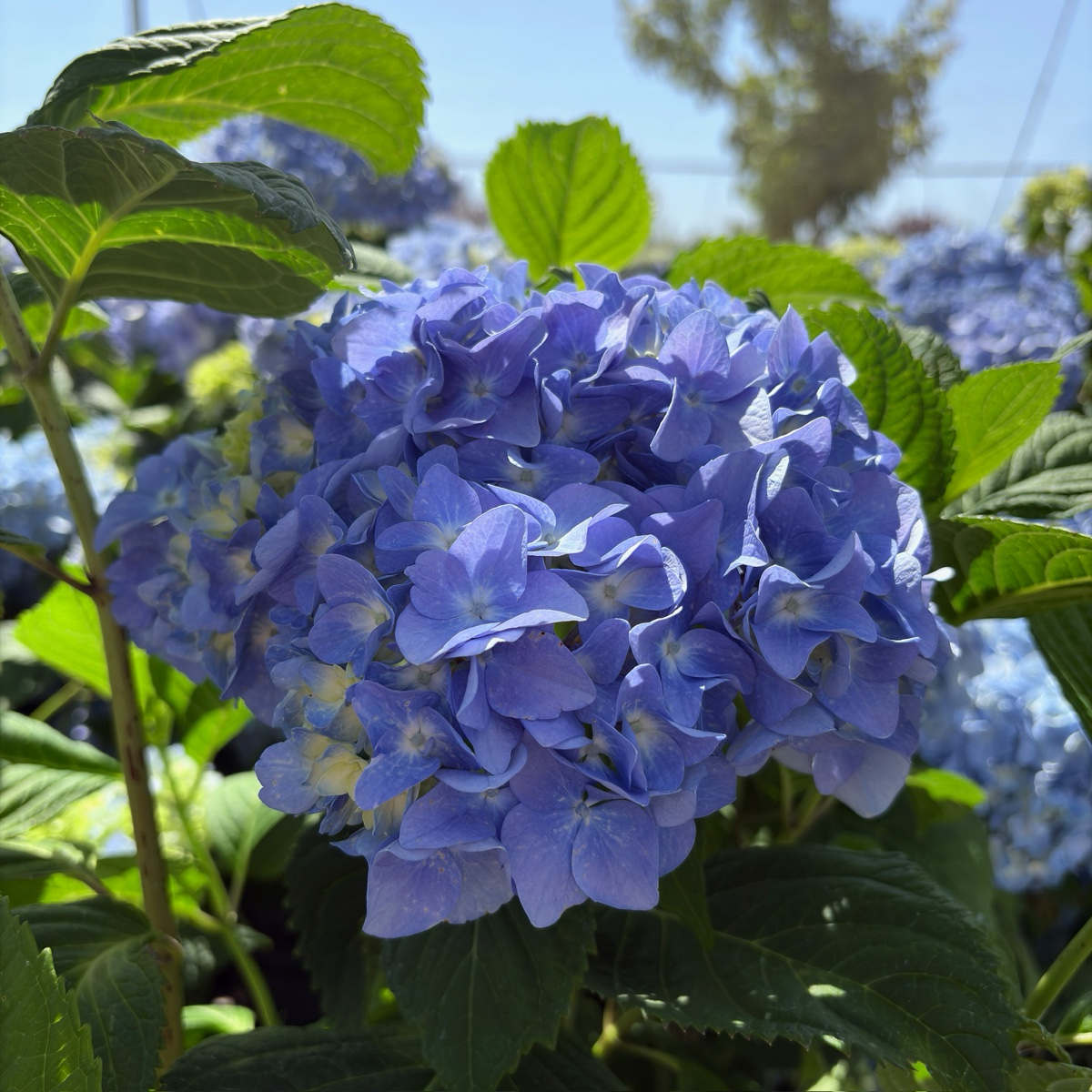 Nikko Blue Hydrangea