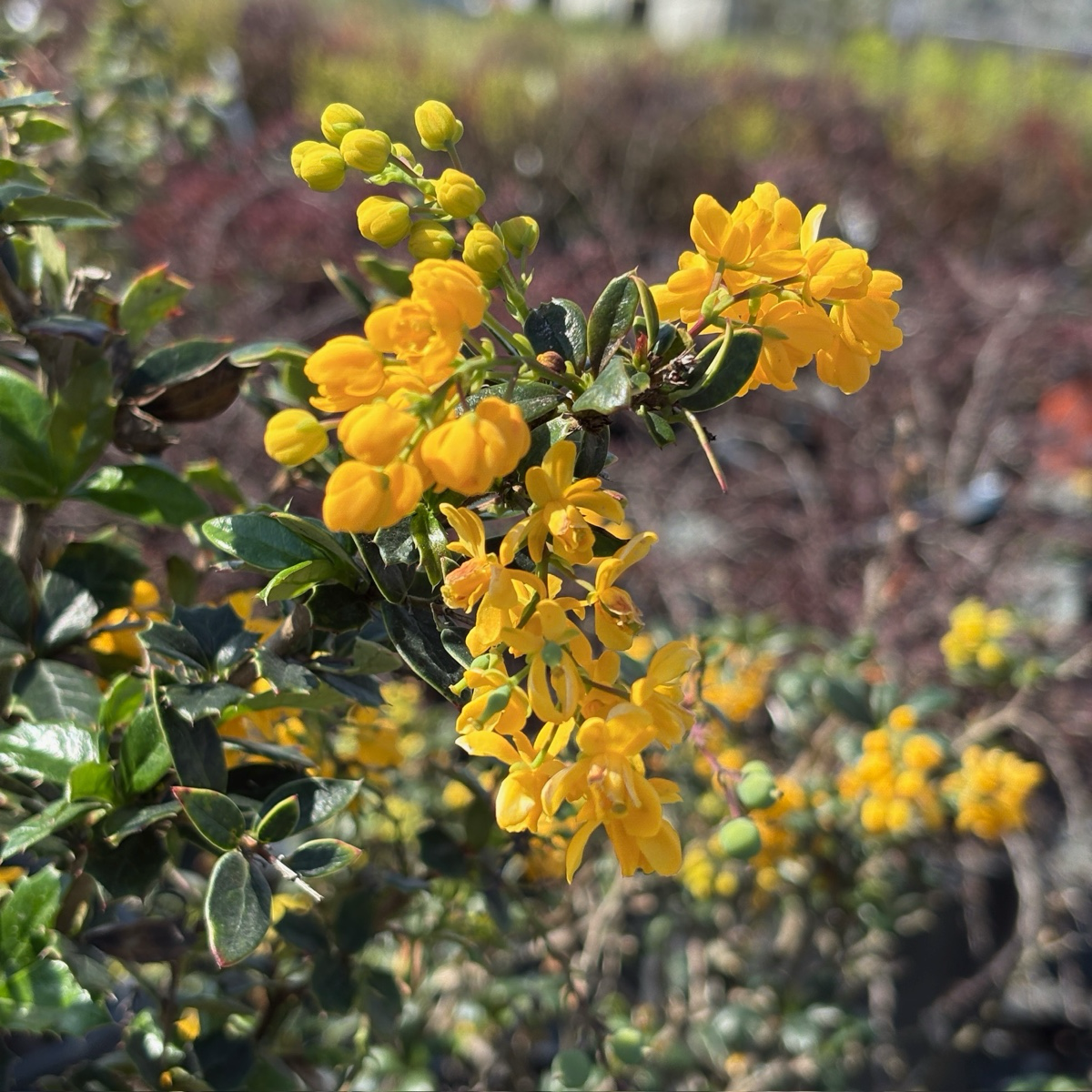 Golden Nugget Barberry