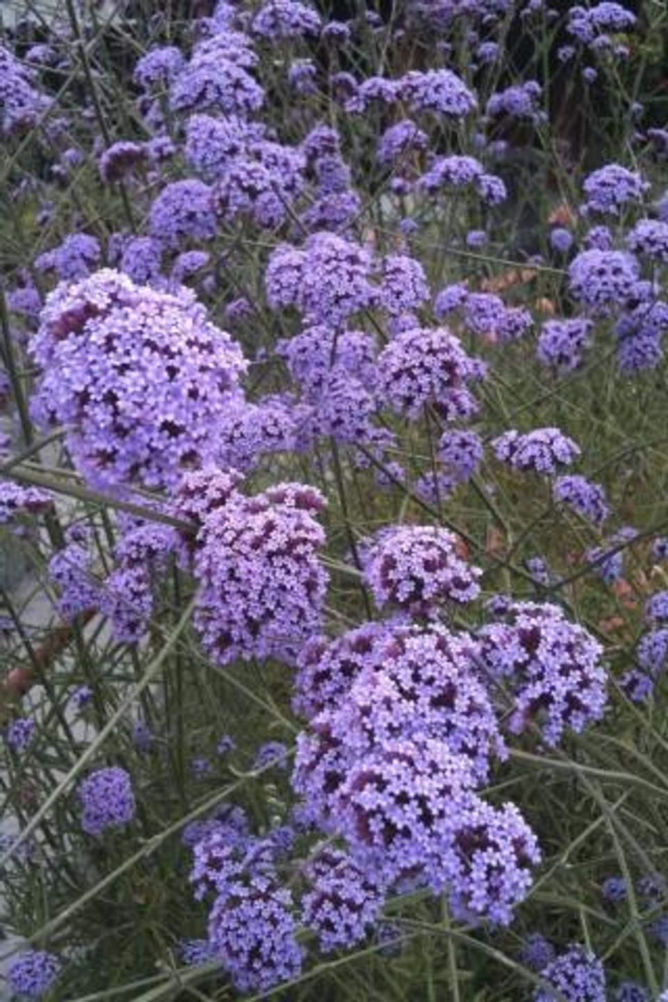 De La Mina Cedros Island Verbena