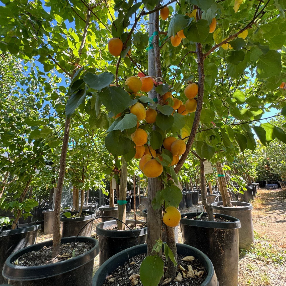 Apricot 3-in-1