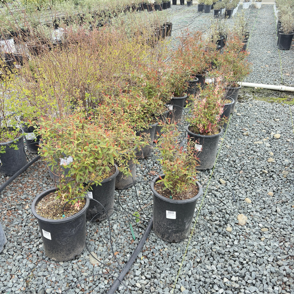 Anthony Waterer Spirea