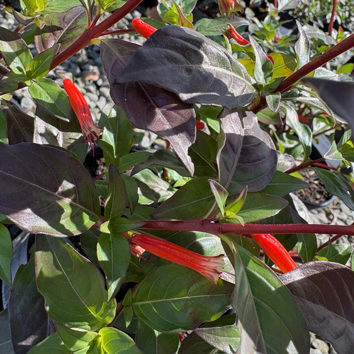 David Verity Cigar Plant
