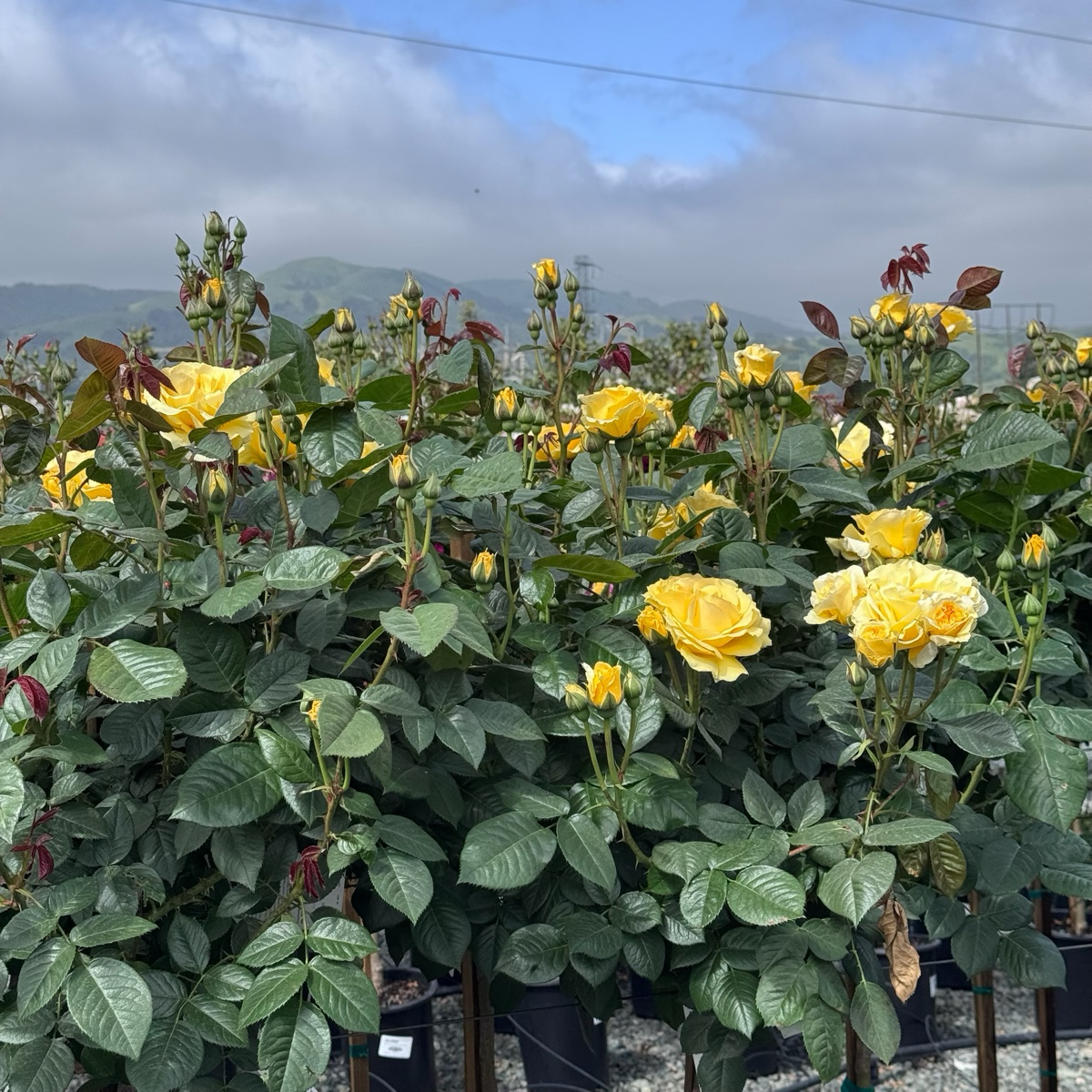 Doris Day Rose