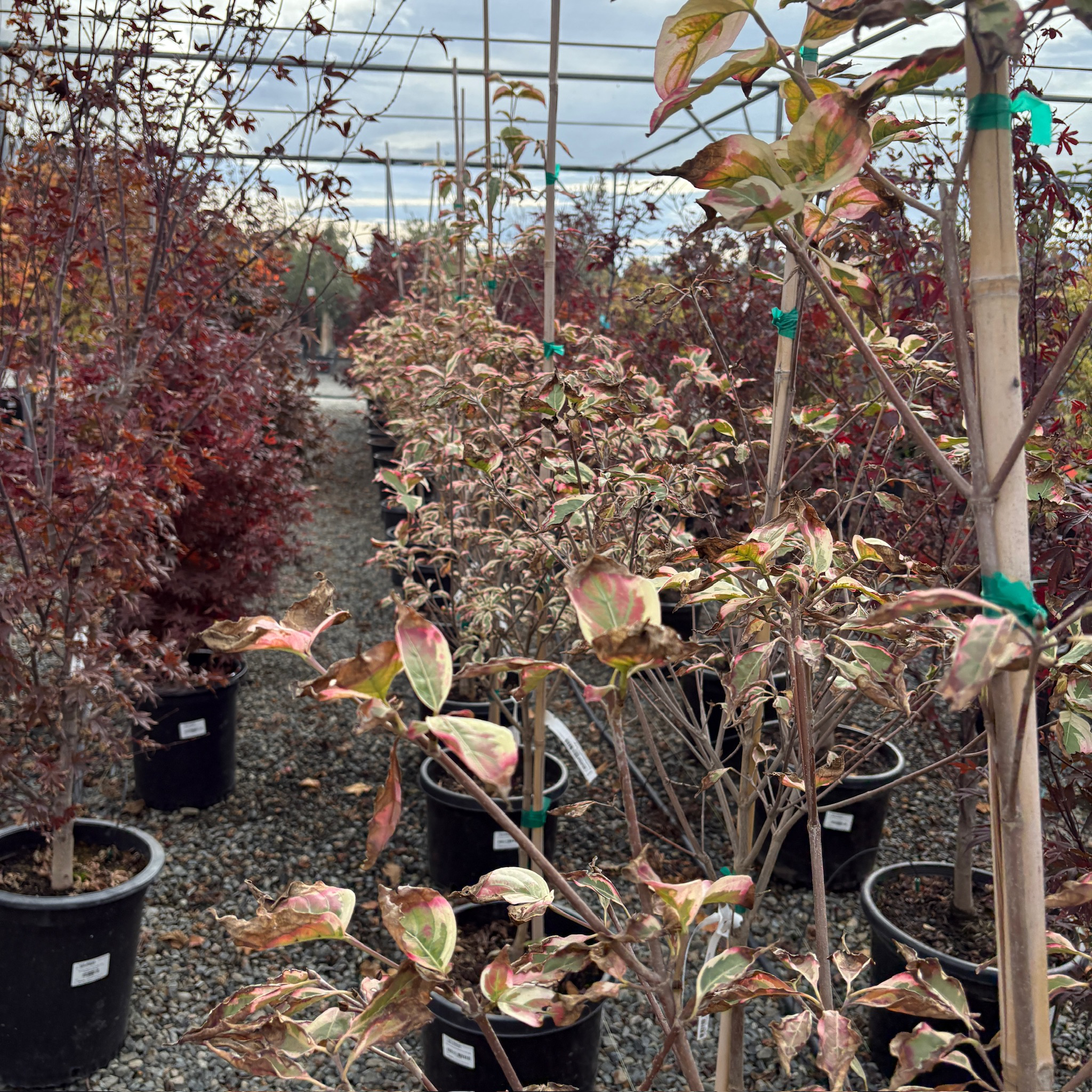 Mountain Moon Evergreen Dogwood