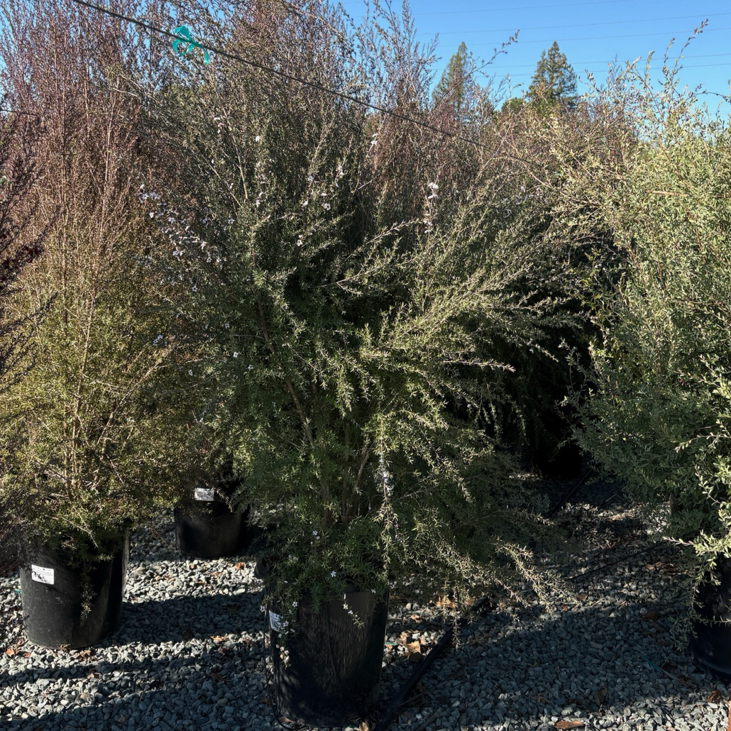 Snow White New Zealand Tea Tree, Manuka