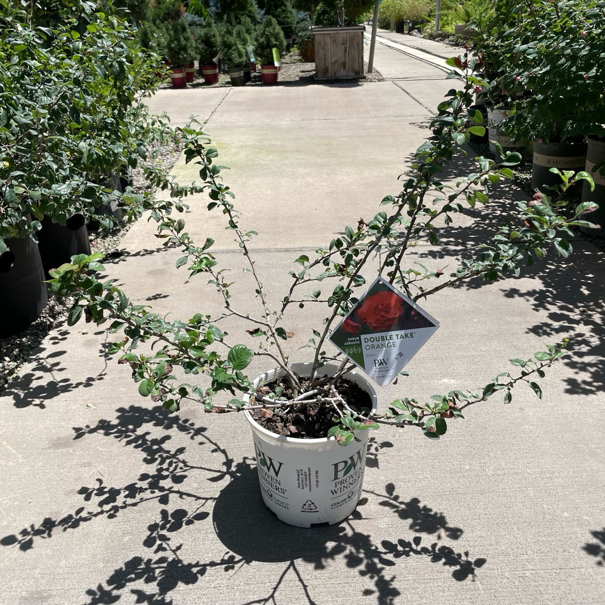 Double Take®  Orange Flowering Quince