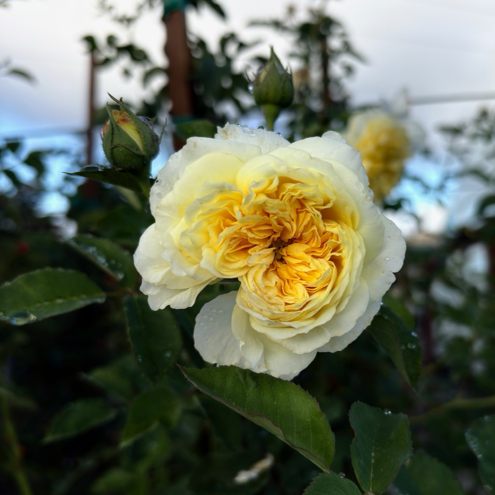 Raspberry Cream Twirl Climbing Rose