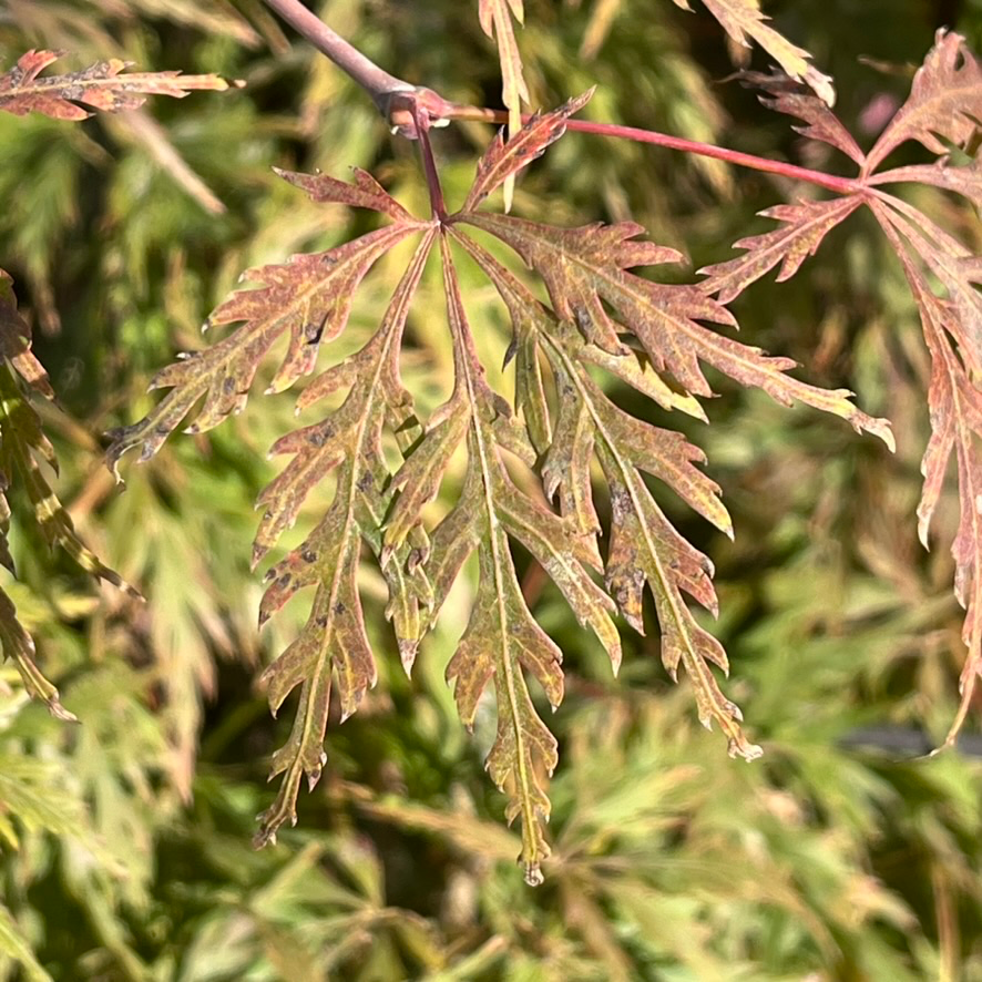 Orangeola Lace Japanese Maple