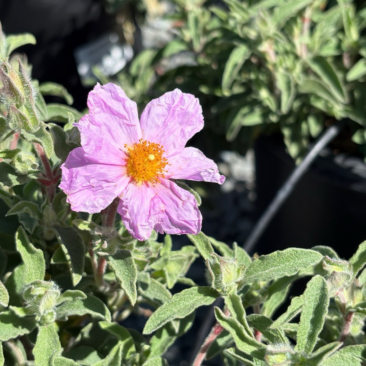 Little Miss Sunshine Rockrose