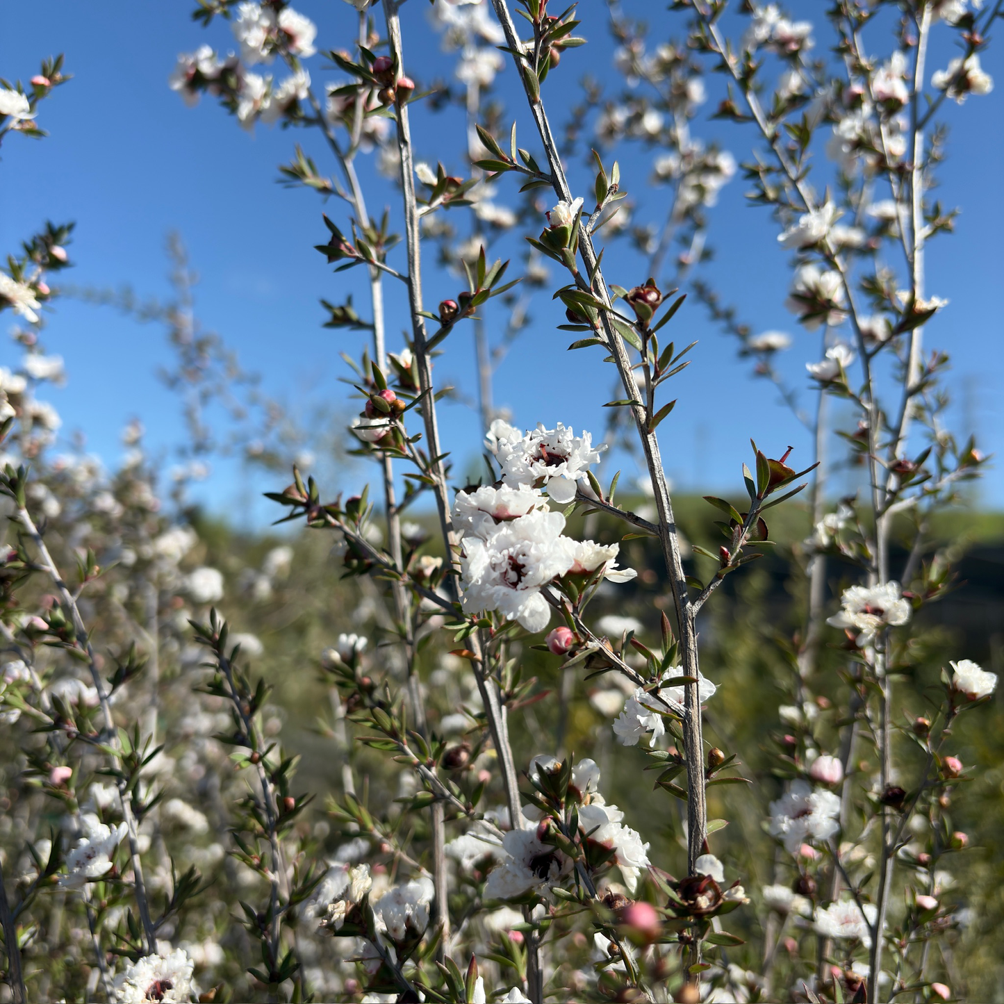 Snow White New Zealand Tea Tree, Manuka