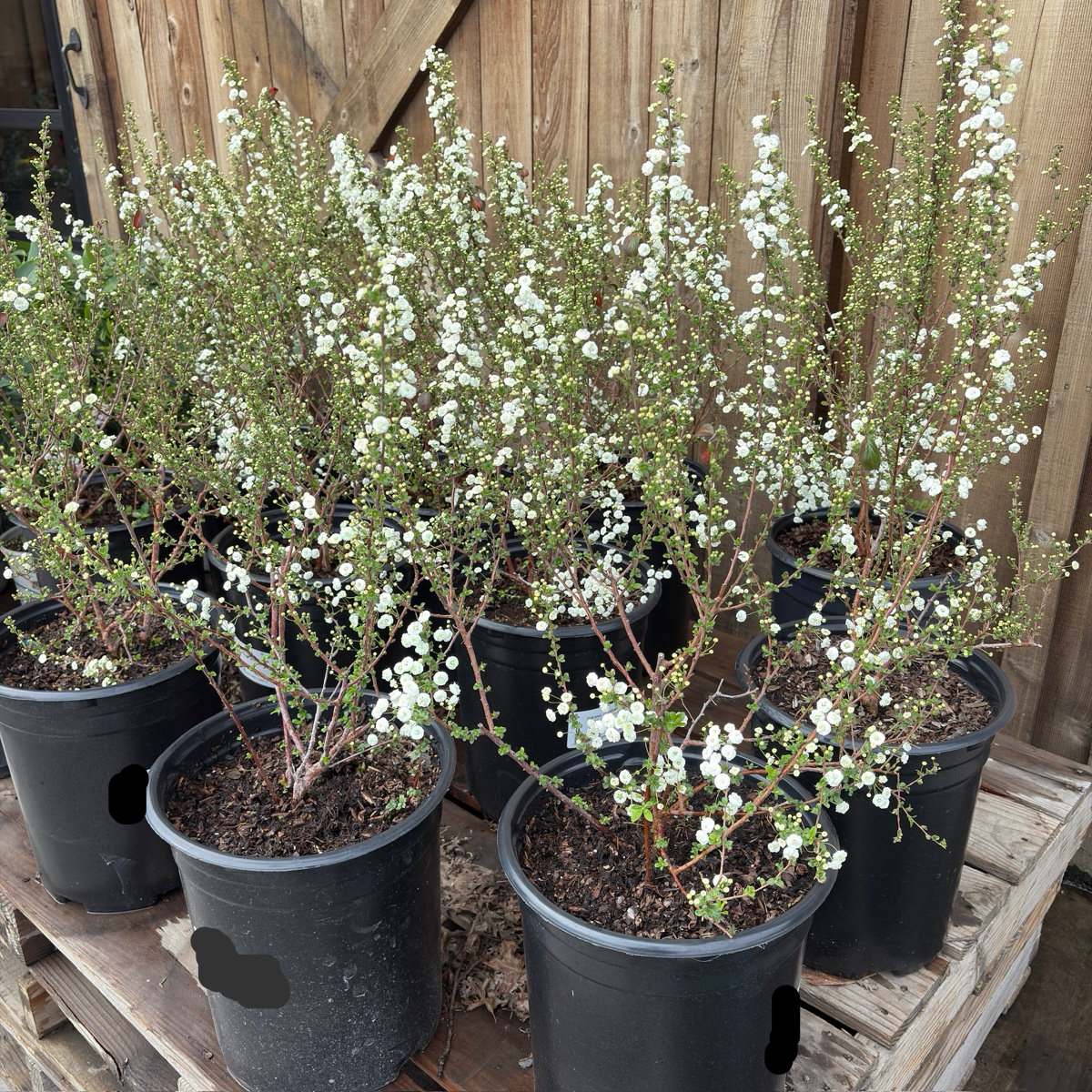Bridal Wreath Spirea, Shoe Button Spirea